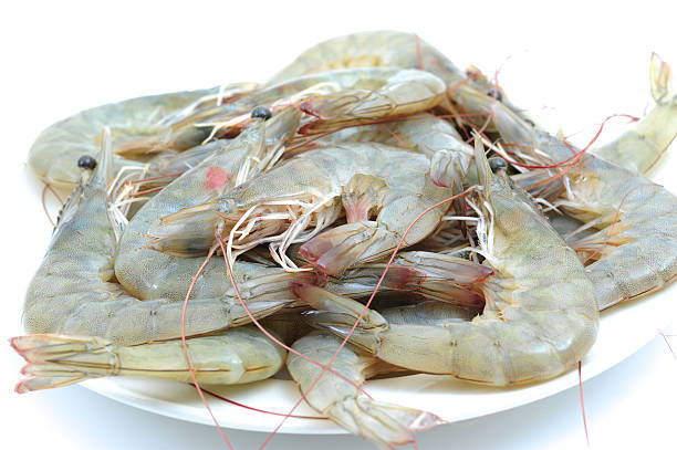 Crayfish & Prawns