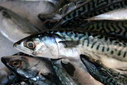 Fish & Seafood