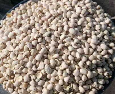 Beans, Grains & Rice