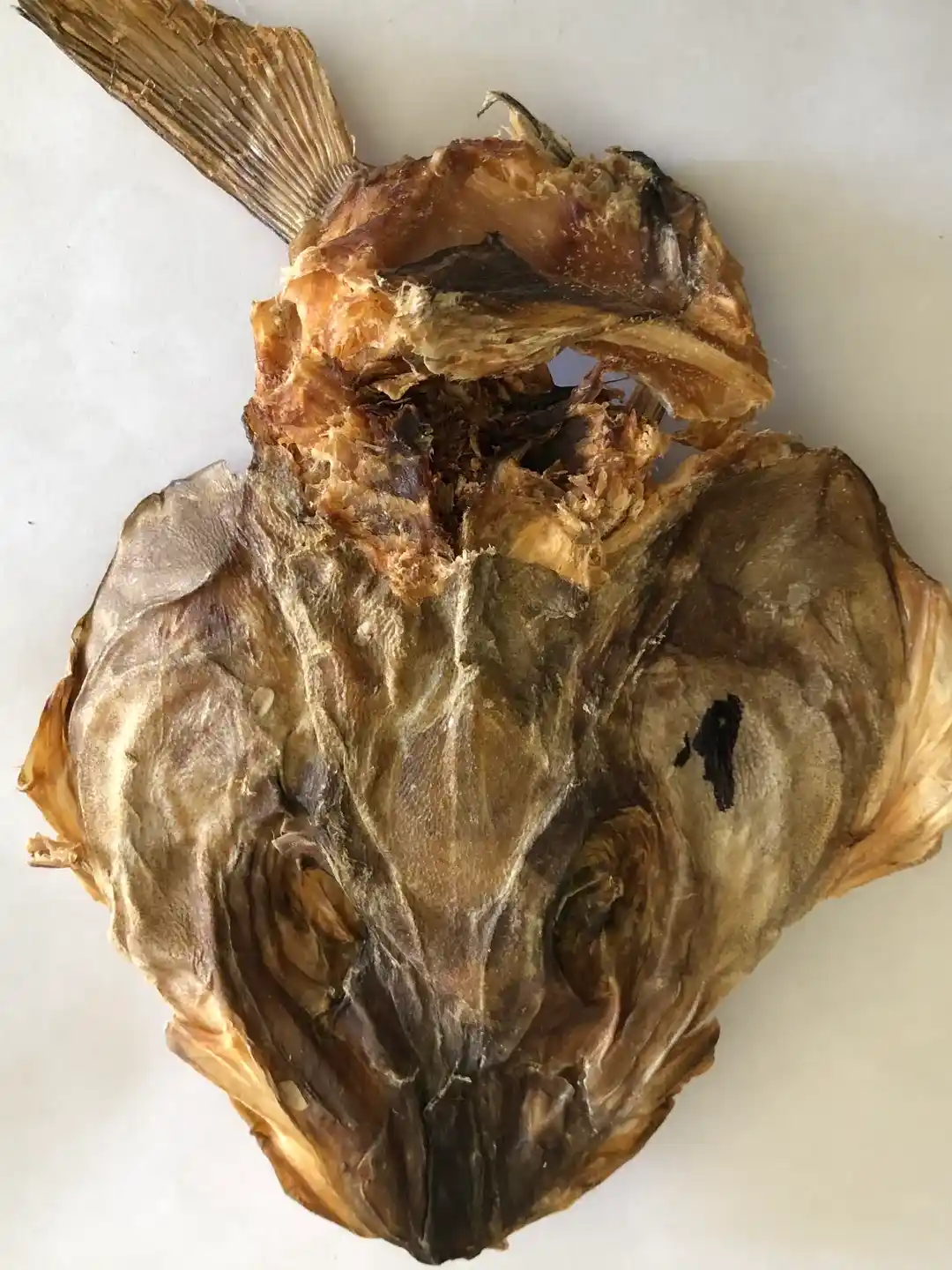 Stockfish Head (med)