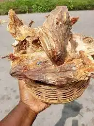 Stockfish Head (large)