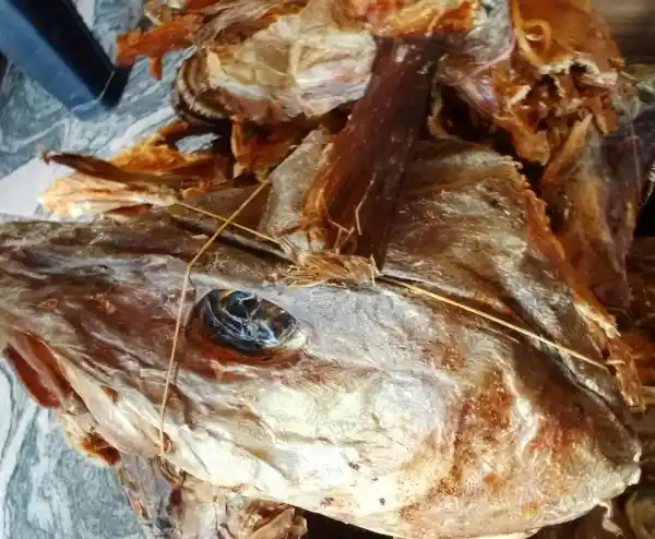 Stockfish Head (XXL)