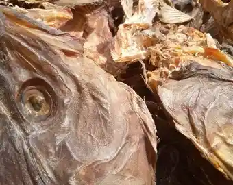 Stockfish Head (XXL)