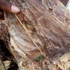 Stockfish Head (Jumbo)