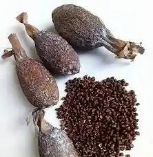 Alligator Pepper (each)