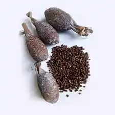 Alligator Pepper (each)