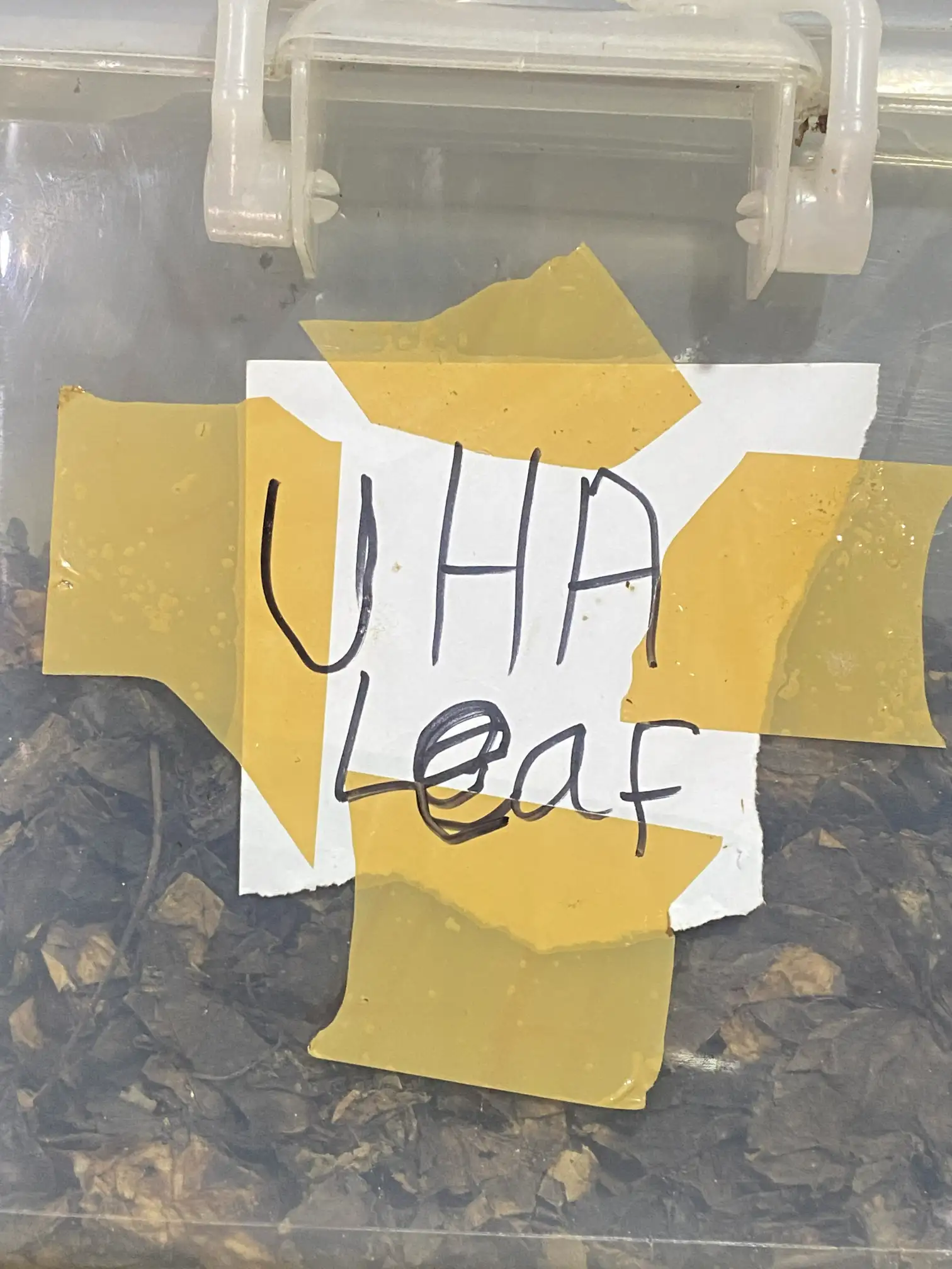 Dried Leaf  Uha (pack)