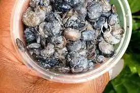 Iru (Locust Beans) each
